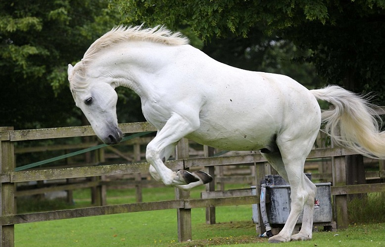 Gran Bretagna: in pensione Daniel, il cavallo preferito della Regina Elisabetta