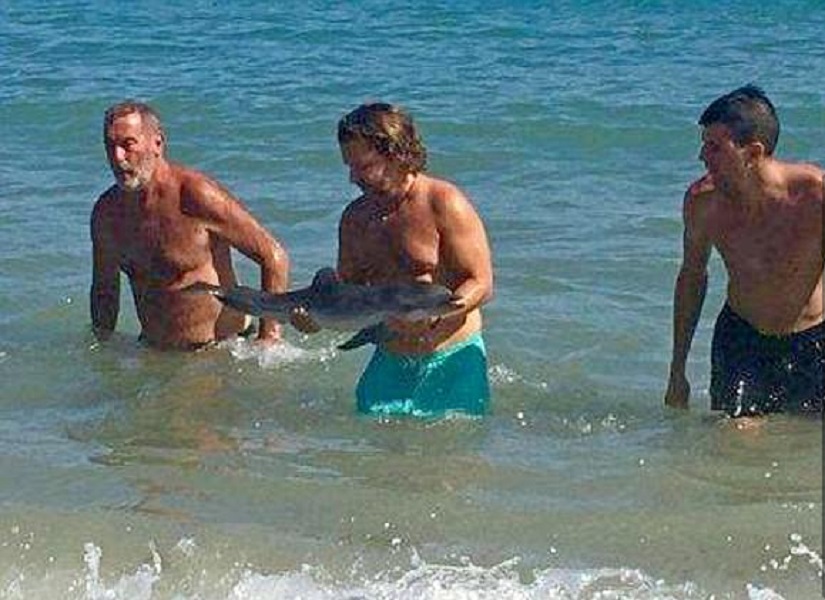 Cucciolo delfino spiaggiato muore: colpa dei bagnanti