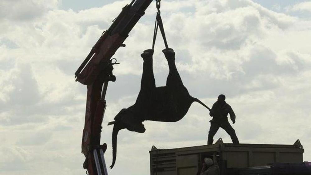 Il viaggio degli elefanti: 520 pachidermi sedati, imbracati e trasferiti per 320 km