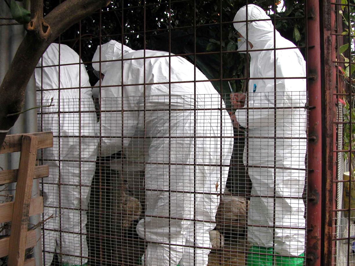 Aviaria, allarme vicino Lodi: abbattuti oltre 21mila tra fagiani, pernici e anatre in un allevamento a Zelo Buon Persico