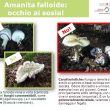 Funghi, attenzione ai sosia