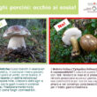 Funghi, attenzione ai sosia