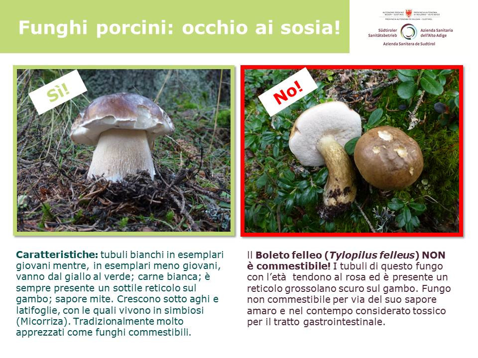 Funghi, attenzione ai sosia