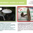 Funghi, attenzione ai sosia