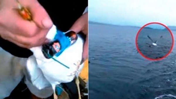 Nuoro. Fece esplodere gabbiano in volo, Danilo Fadda condannato a 2 anni