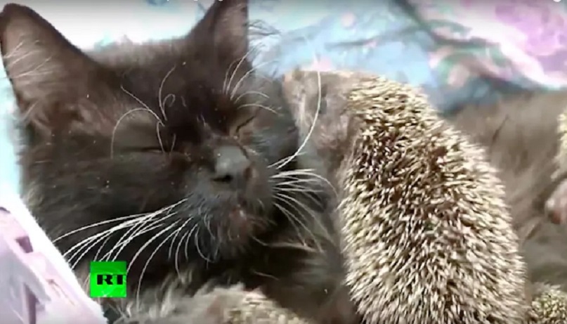 Mamma gatta adotta 8 cuccioli di riccio rimasti orfani