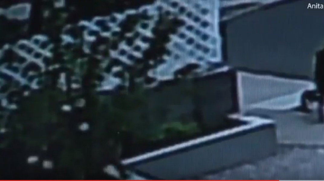 Gatto mette paura al puma entrato nel giardino