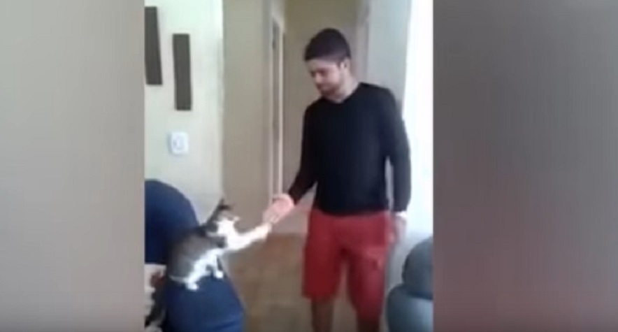 Gatto ogni mattina dà il cinque al suo padrone