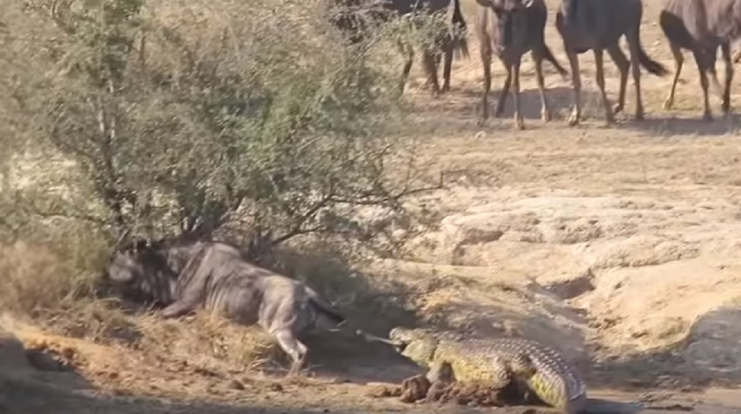 Gnu sta per essere mangiato dal coccodrillo: a salvarlo arrivano due ippopotami