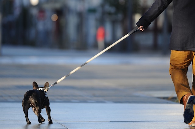 Lecco, chiede di mettere il guinzaglio al cane: presa a schiaffi