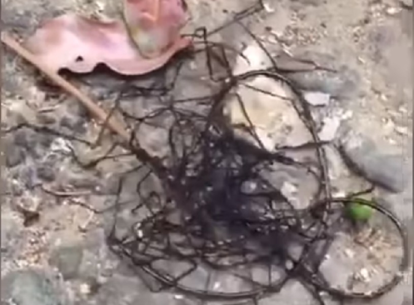 Taiwan, strano insetto sembra una forma aliena