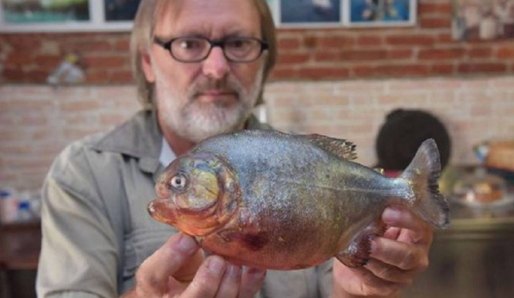 Piranha pescato nelle acque del Po: mezzo chilo di peso e denti afilatissimi