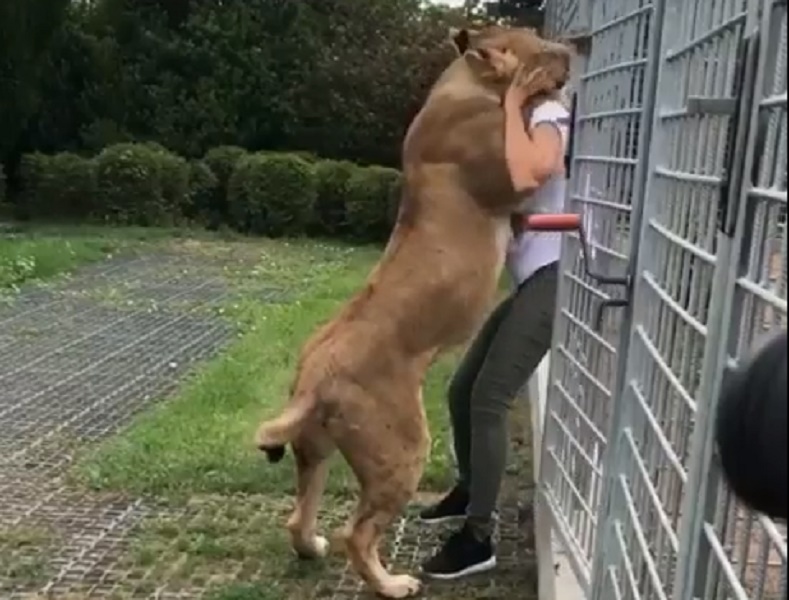 Leoni salvati da zoo ricoprono di coccole la loro istruttrice umana: lei ricambia con baci e abbracci