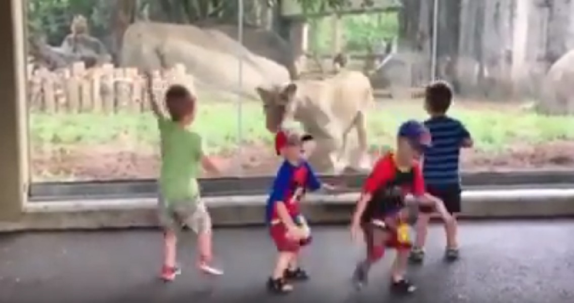 Bambini allo zoo urlano terrorizzati davanti al vetro della leonessa