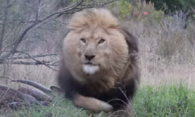 YOUTUBE Ecco cosa succede quando il leone non gradisce essere fotografato