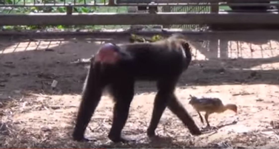 Tel Aviv, il macaco di 10 anni che ha adottato un pollo