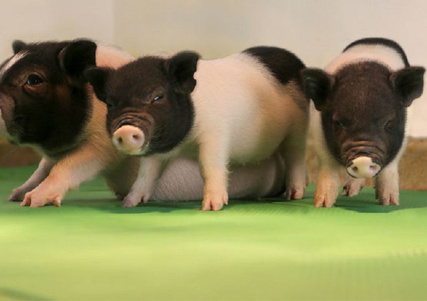 Trapianti di organi da maiali: presto realtà con la tecnica Crispr del 'taglia e cuci' Dna