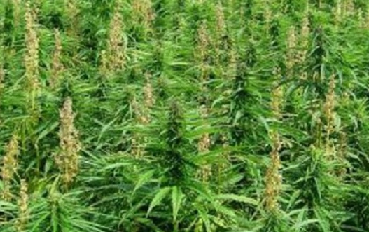 Marijuana: tremila piante nel parco pubblico vicino Torino scoperte dai carabinieri