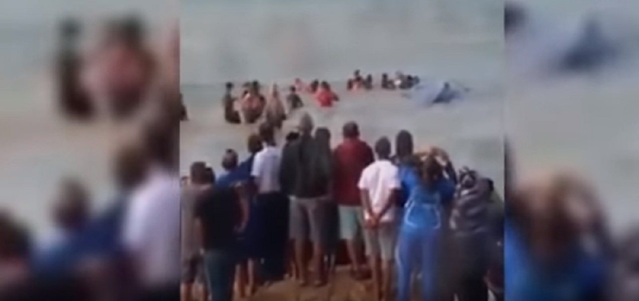 Rio de Janeiro, cucciolo di megattera spiaggiato salvato da 300 persone