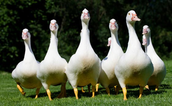 Oca lo becca al parco, nonno risarcito 7mila euro dalla Regione. Ma non chiamatele oche del Campidoglio