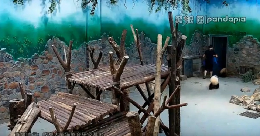 Cuccioli di panda maltrattati. Custode si difende: "Mi hanno...."