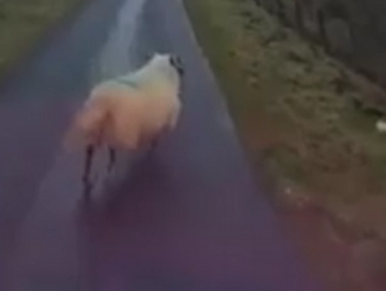 Pecora corre sulla strada in Scozia: l'automobilista è costretto ad andare piano e perde la pazienza