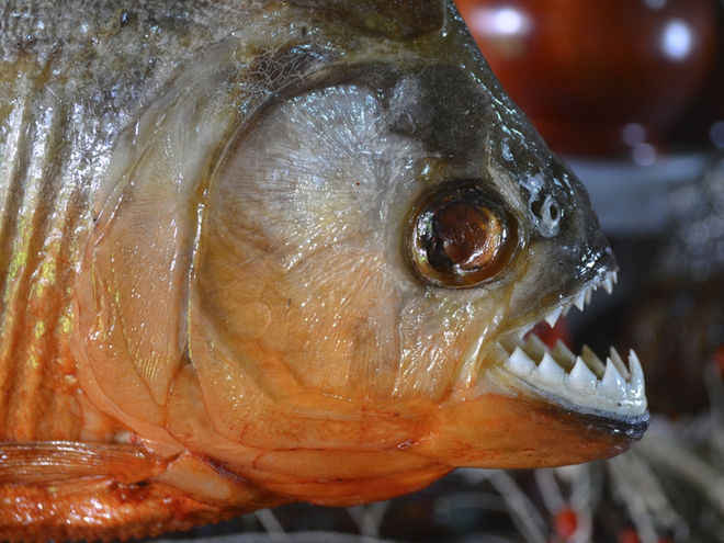 Piranha pescato nel Po: qualcuno lo ha buttato via poi...