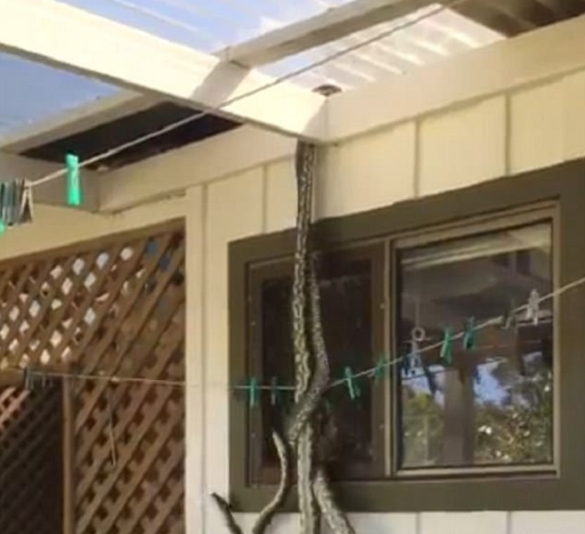 Australia, trova due pitoni che si accoppiano nel cortile di casa