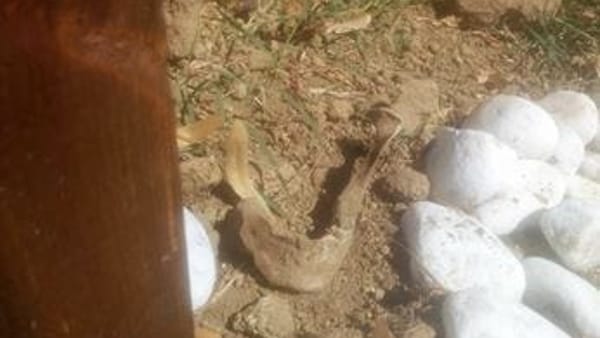 Roma, resti umani tra le erbacce al cimitero di Prima Porta