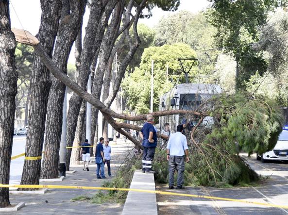 Roma, enorme ramo di mimosa crolla su passante: ferito uomo di 55 anni
