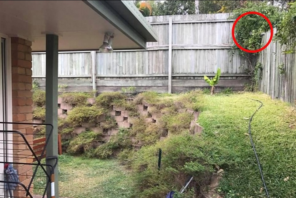 Australia, pitone mimetizzato nel giardino