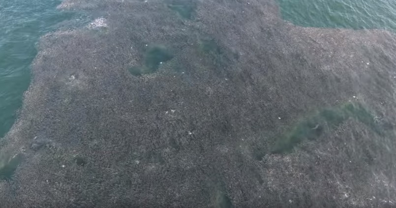 Enorme branco di pesci viene attaccato dagli squali: VIDEO del drone