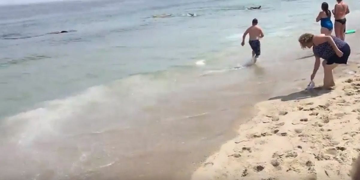 YOUTUBE Squalo bianco vicino spiaggia, bagnanti fuggono spaventati