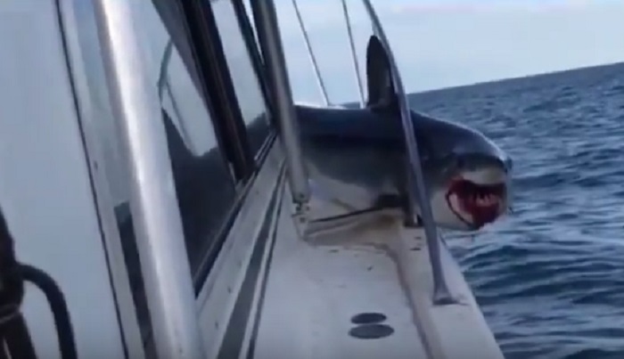 Squalo resta incastrato sulla barca a Long Island. La reazione dei passeggeri