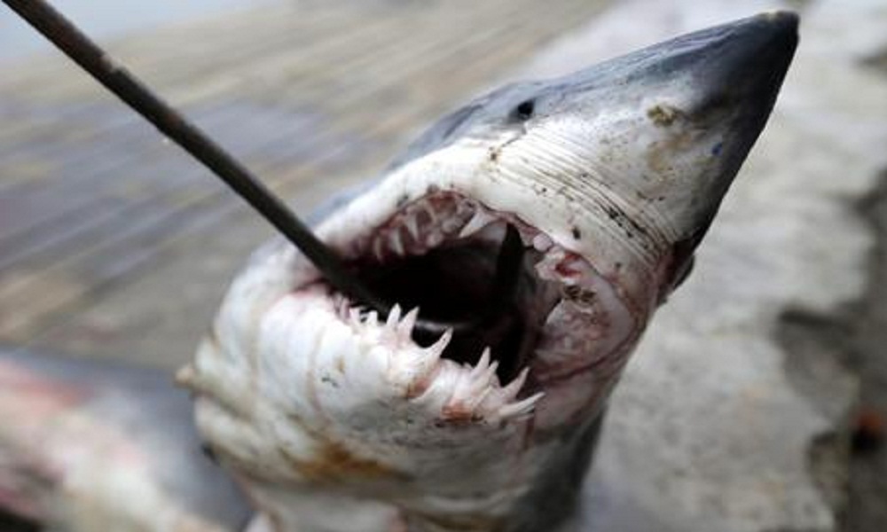 Usa, squalo si avvicina a due surfisti... ma preferisce una foca