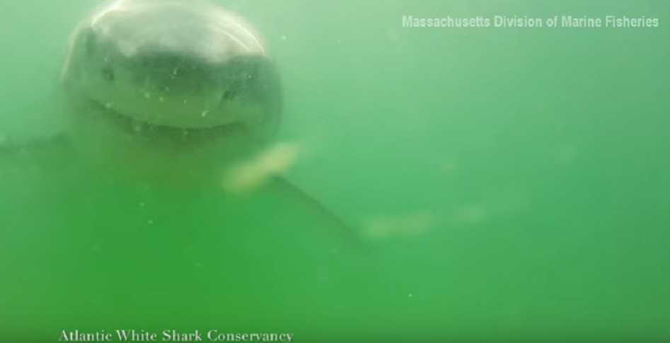 Biologo a tu per tu con squalo: il VIDEO del biologo marino