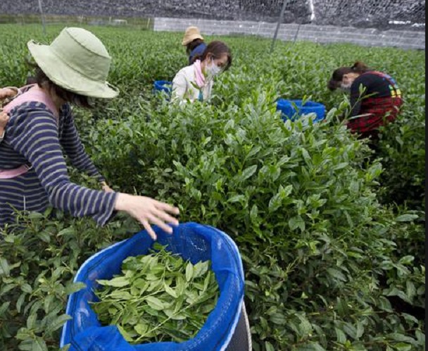 Darjeeling in sciopero: è il primo in 156 anni, il prezioso tè sparisce dal mercato