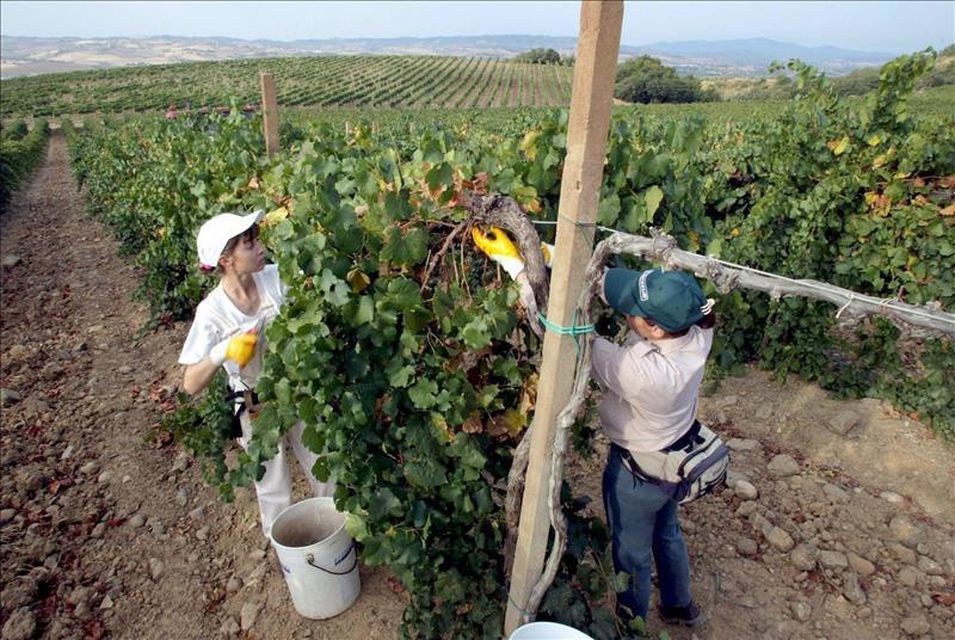 Caldo record "brucia" la vendemmia: ad agosto già si raccoglie l'uva