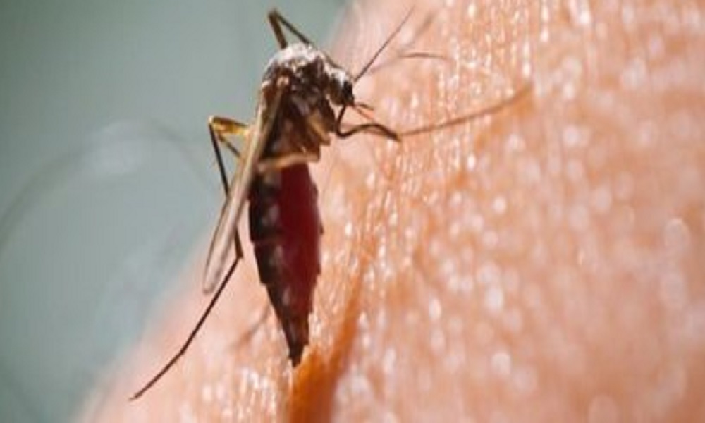 Febbre Chikungunya, la Regione Lazio contro il Comune: "Avevamo segnalato i casi già venerdì"