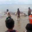 Filippine, strana creatura morta sulla spiaggia di Maasin