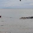 Filippine, strana creatura morta sulla spiaggia di Maasin