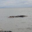 Filippine, strana creatura morta sulla spiaggia di Maasin
