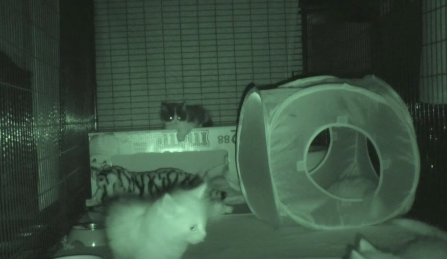 YOUTUBE Gatti di notte, ecco cosa fanno. E perché di giorno dormono...