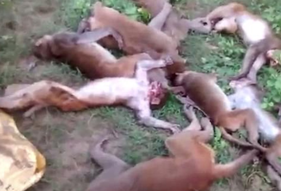 YOUTUBE 12 scimmie muoiono insieme di infarto, spaventate da una tigre