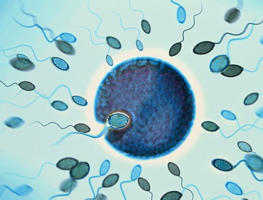 Papà anziano fa figli poco fertili, dice uno studio