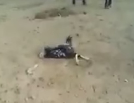 YOUTUBE Gallo bracca una gallina, ha un rapporto, ma poi...