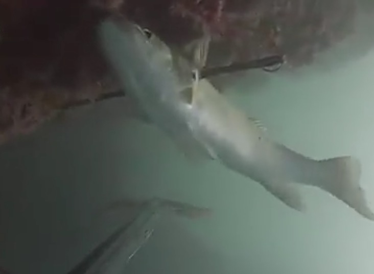 YOUTUBE Sub caccia la spigola con fucile e fiocina