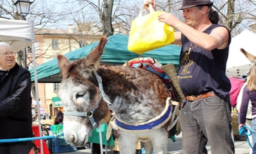 Asino scambia McLaren arancione per una carota, e la morde