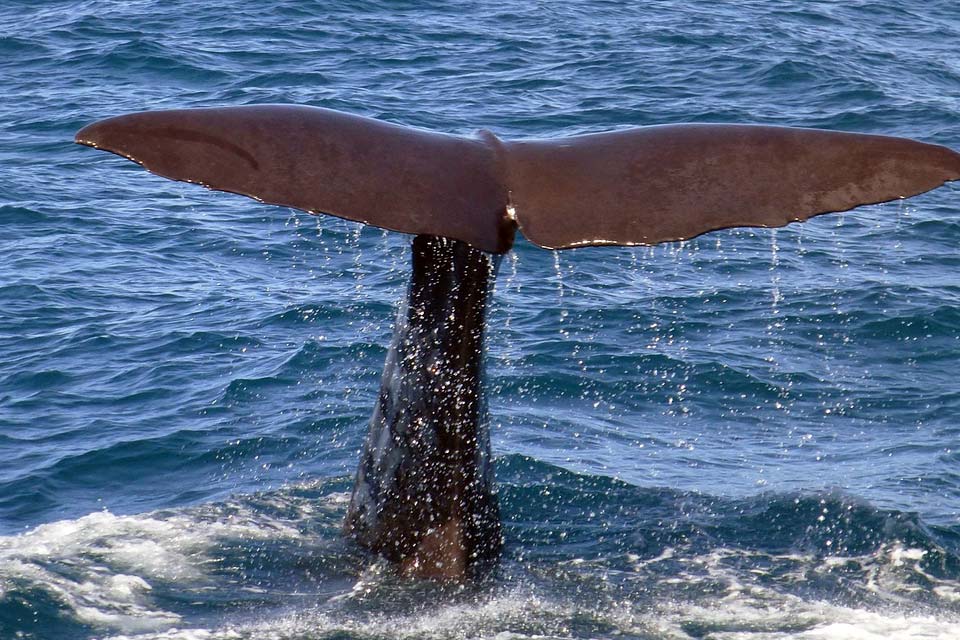 Mar Ligure, paradiso di cetacei: 205 balenottere avvistate. E poi capodogli, grampi...