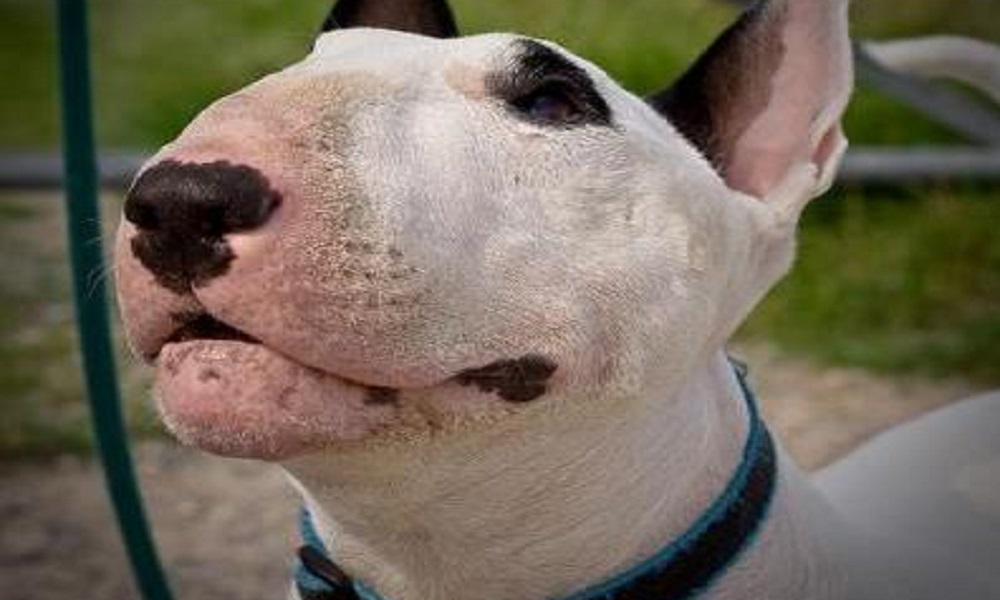 Cane mangia crack, poi sbrana il padrone